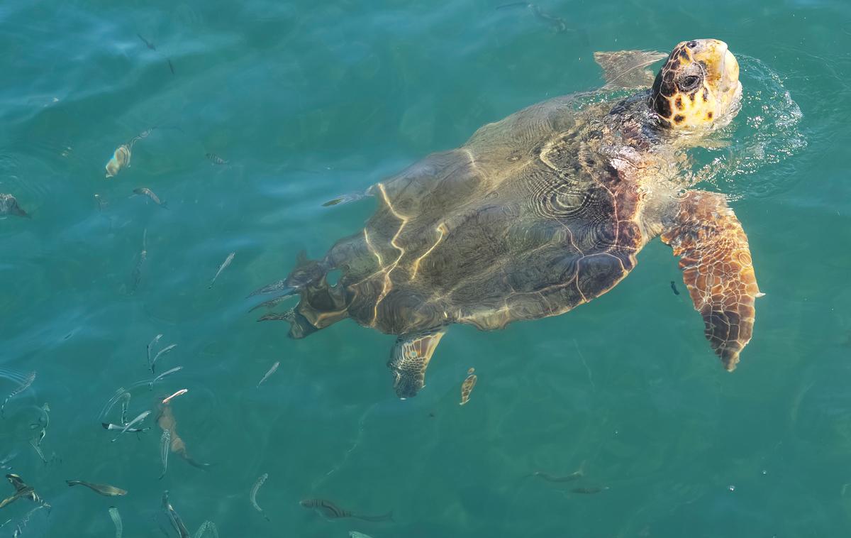 želva | Morske želve so zaradi svoje ogroženosti zaščitene živali. | Foto Reuters