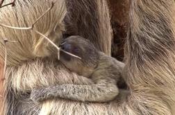 Simpatični mali lenivček v londonskem živalskem vrtu (video)