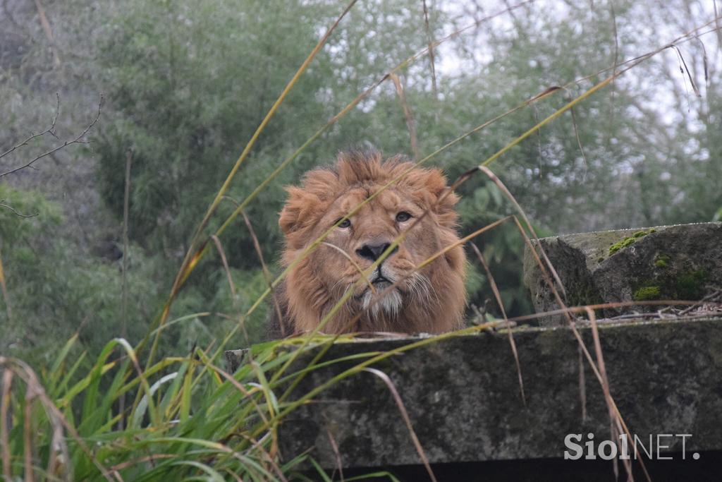 Lev Ljubljana ZOO