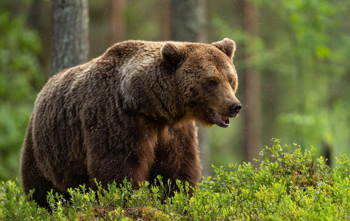 medved, rjavi medved, ursus ursus | Poslanka Vida Čadonič Špelič je opozorila, da se dovoljenje za odstrel 206 medvedov do konca leta 2026 zaradi odločanja upravnega sodišča o tožbi, ki jo je vložilo društvo Alpe Adria Green, ne izvaja. | Foto Shutterstock