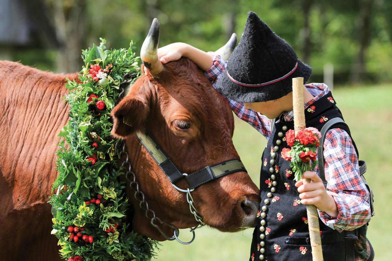 Os montanhistas participam do Cow Ball, trazendo rebanhos de gado decorados das montanhas mais altas. | Foto: Mitja Sodja (Bohinj.si)