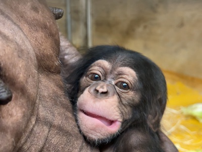 Veselje v ljubljanskem živalskem vrtu: šimpanzja družina ima novega člana #foto