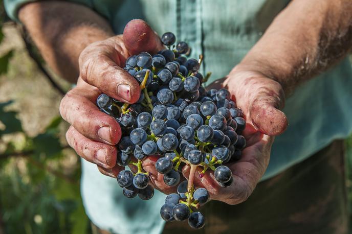 grozdje | Grozdje prihaja iz Strumice v Severni Makedoniji, dobavljeno je bilo med 13. in 26 septembrom, kupci so bili o neskladnem grozdju obveščeni včeraj. Obstaja verjetnost, da so ga kupci že pojedli. Kot poroča portal N1 se je grozdje znašlo tudi na jedilnikih slovenskih šolarjev. | Foto Shutterstock