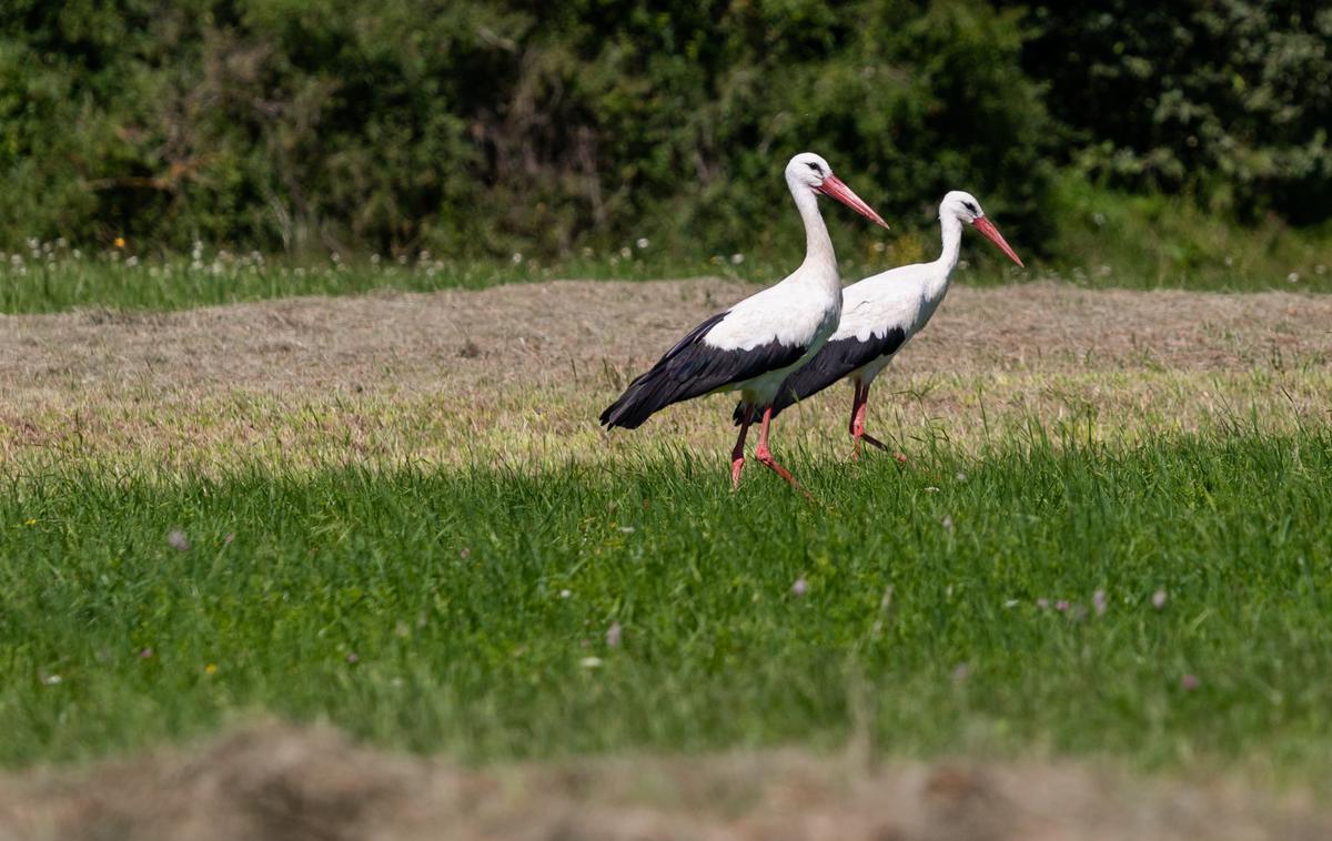 štorklje, bela štorklja | Milejše zime beli štorklji omogočajo krajše selitve ali celo prezimovanje v Evropi, bližje gnezditvenim območjem, so pojasnili strokovnjaki. | Foto Boštjan Podlogar/STA