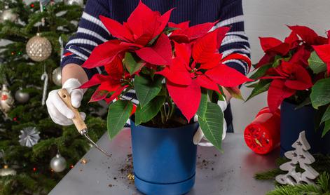 Kako božično zvezdo ohraniti lepo in zdravo?