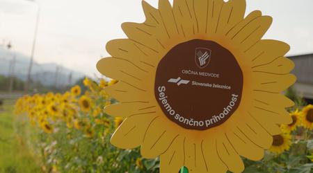 Sončnice ob železnici zacvetele po vsej Sloveniji