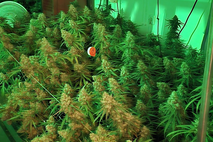 droga, zaseg, konoplja, predelava, gojenje, policija, Vrhnika