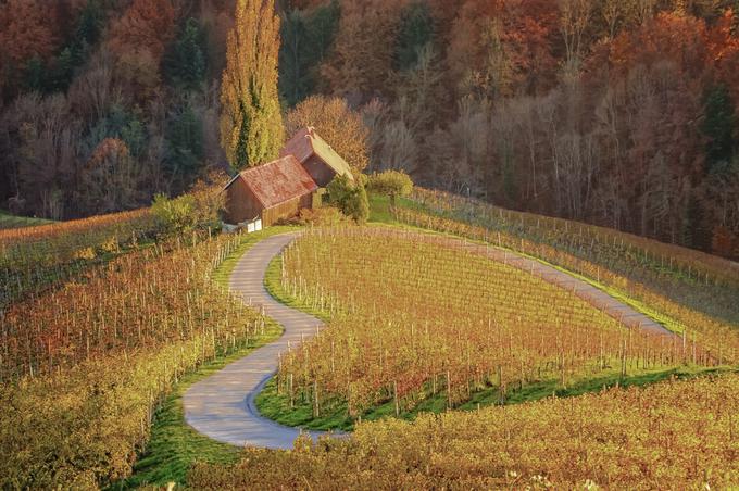 Srce med vinogradi, jesen | Foto: Thinkstock