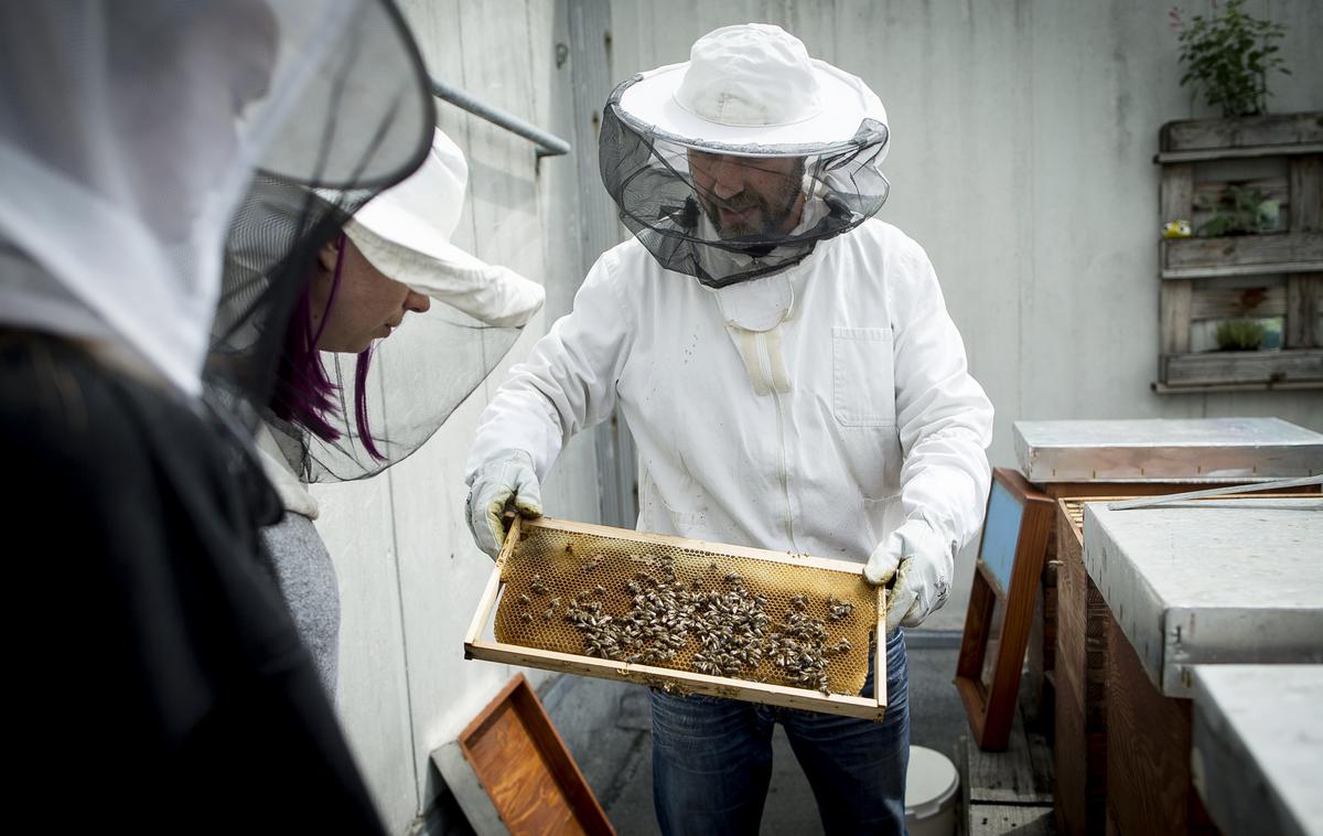 Urbani čebelar | V Sloveniji je po podatkih statističnega urada okoli deset tisoč čebelarjev, ki s pridelkom medu zadostijo za približno polovico domače porabe. Lani so pridelali 1746 ton medu, kar je 10 odstotkov nad povprečjem zadnjih desetih let. Pridelava medu med leti zaradi vremenskih razmer precej niha. Čebelarji so največ medu pridelali leta 2001, in sicer rekordnih 2550 ton, najmanj pa leta 2014, ko ga je bilo le 471 ton. | Foto Ana Kovač