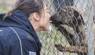 Veterinar Matej Zupanc svari pred pasjimi poljubčki: lahko so zelo zelo nevarni