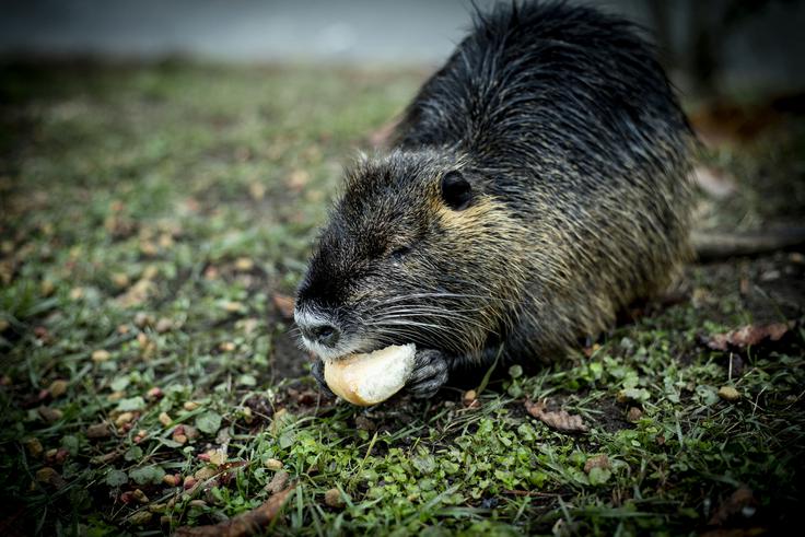 Nutrije so načeloma rastlinojede, a se kruha, četudi to ni njihova naravna hrama. sploh ne branijo. | Foto: Ana Kovač