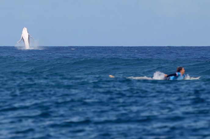 Kit Tahiti | Tako je kit "popestril" polfinalni dvoboj med predstavnicama Brazilije in Kostarike na Tahitiju. | Foto Reuters