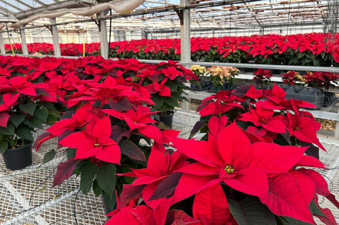 božična zvezda, božična rastlina, lončnica | Božične zvezde hitro pokažejo, ko jim kaj v okolju ne ustreza. To pokažejo tako, da odvržejo liste. "Najbolje uspevajo v domovih, kjer se temperatura giblje okoli 20 stopinj Celzija. Tudi previsoka temperatura jim namreč ne ustreza," povedo strokovnjaki. | Foto Shutterstock