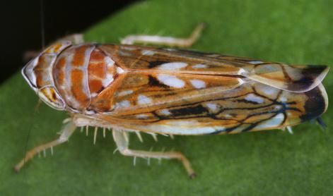 Uprava poziva k ukrepom za preprečevanje širjenja zlate trsne rumenice