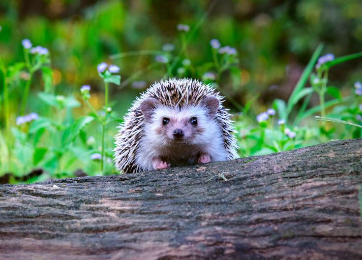 Jež | Foto: Shutterstock