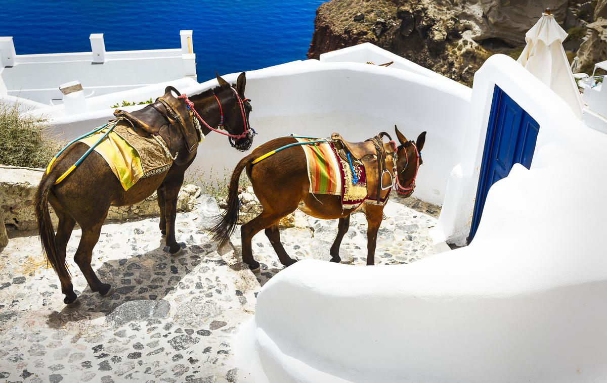 osel, Santorini | Foto Thinkstock