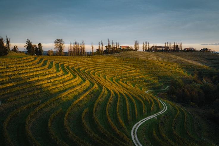 Vinogradi blizu Maribora | Foto: Shutterstock