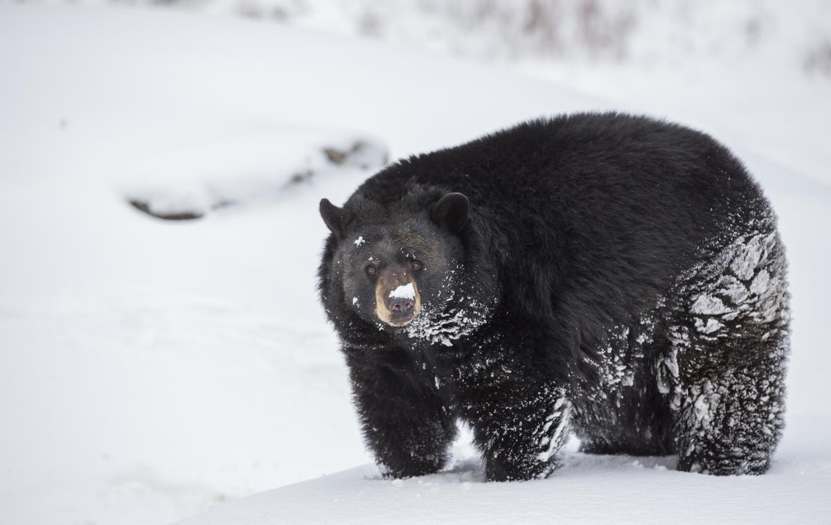 črni medved, aljaska | Foto Getty Images