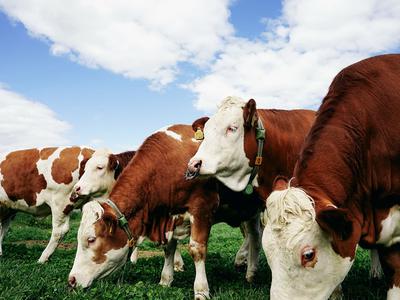 S pametnimi ovratnicami za krave do naziva slovenskega startupa leta