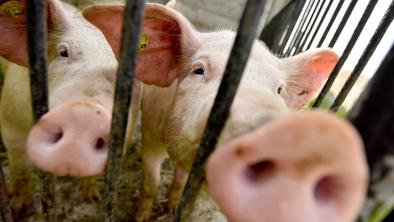 Kitajska pomirja: novi virus prašičje gripe ni nov in težko napade človeka