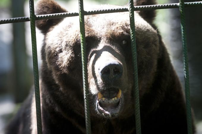 Ena od zahtev Špancev je, da medved ni navajen prisotnosti človeka, torej jim Slovenija ne sme poslati medveda iz živalskega vrta. | Foto: Bojan Puhek