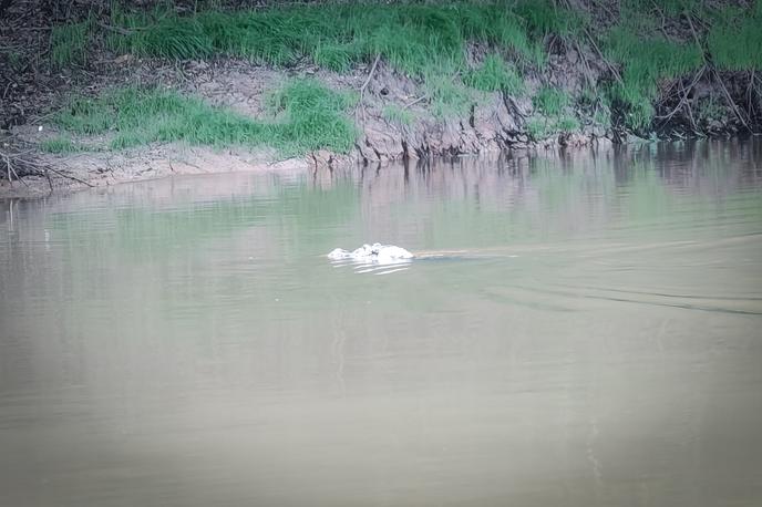 Argentina in Brazilija | Med vožnjo s čolnom je mimo nas priplaval kajman.  | Foto K. M.