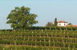 Osma zaporedna medalja za chardonnay Vinske kleti Goriška Brda