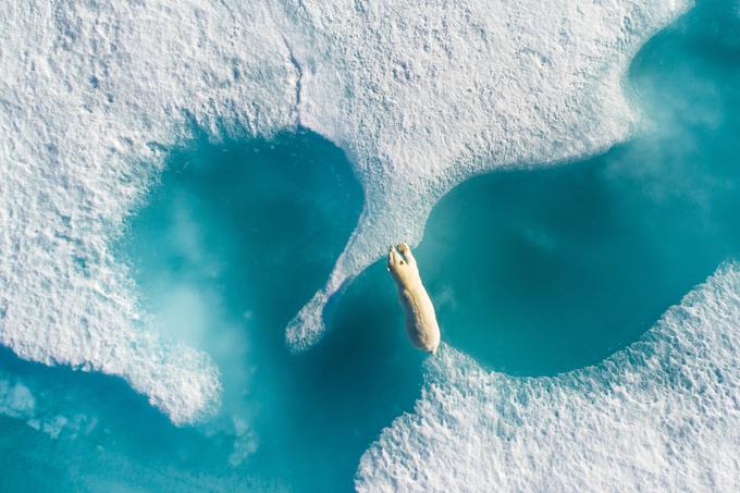 Velika zmagovalka izbora: Nad polarnim medvedom - fotograf Florian Ledoux jo je posnel v Nunavutu, najsevernejšem kanadskem teritoriju. | Foto: Cover Images