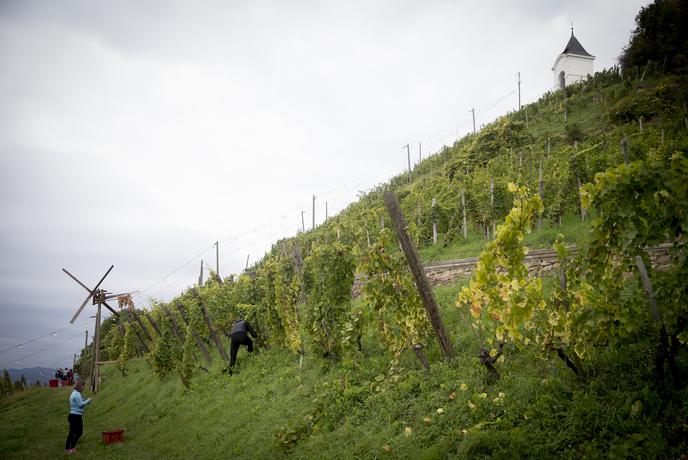Kakšni vinarji smo v Sloveniji glede na EU
