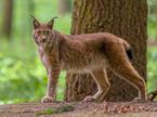 ris, risi, žival, lynx lynx