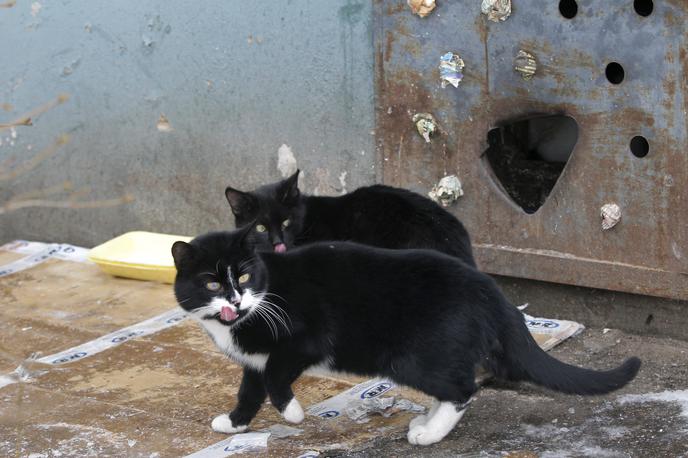Maček | Zastrupljanje mačk je v Republiki Hrvaški kaznivo dejanje po Zakonu o zaščiti živali, pa tudi po Kazenskem zakoniku. | Foto Guliverimage