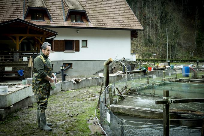 Ocenjuje, da je škode za najmanj 50 tisočakov, pričakuje pa tudi pogin nekaterih rib.  | Foto: Ana Kovač