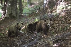 Zavod za gozdove: Odstrel medveda je nujen