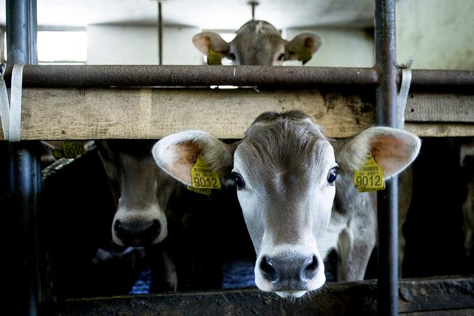Mleko oddajajo v analizo najmanj dvakrat mesečno, če pa naredijo spremembo pri krmi ali kje drugje, tudi večkrat. | Foto: Ana Kovač