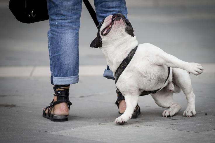 Lahko odidete čustveno znotraj odnosa in živite fizično življenje znotraj življenja in se usmerite v hobije, delo, otroke, hišnega ljubljenčka, prijatelje oziroma prijateljice.  | Foto: Ana Kovač