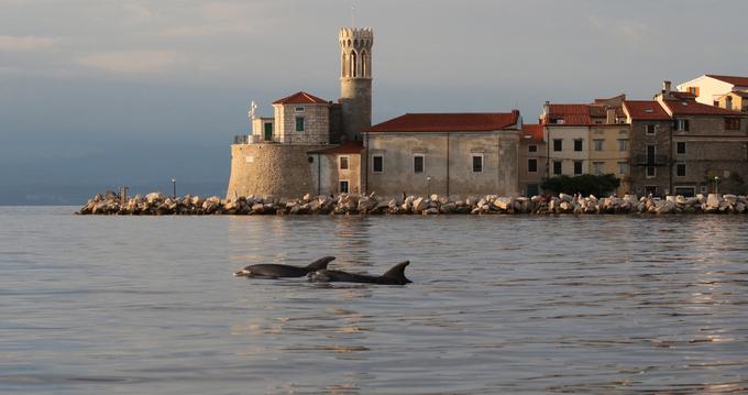 V slovenskem morju in nasploh v severnem Jadranu živi ena vrsta delfinov, imenovana velika pliskavka, ki je tudi edina stalno prisotna vrsta kitov pri nas. Foto: Ana Hace, društvo Morigenos  | Foto: 