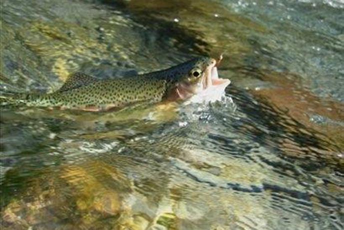 Ribiči obeležujejo prvi dan slovenskih ribičev