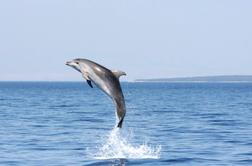 Se navadni delfini vračajo v Jadran?