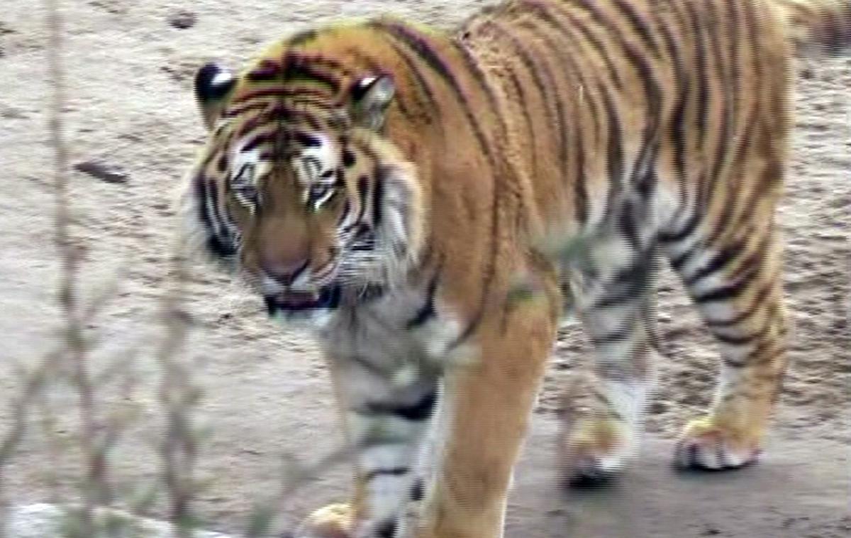 Tiger | Tigrica Nadia iz največjega newyorškega živalskega vrsta je pozitivna na virus, ki povzroča covid-19 (fotografija je simbolična). | Foto Reuters