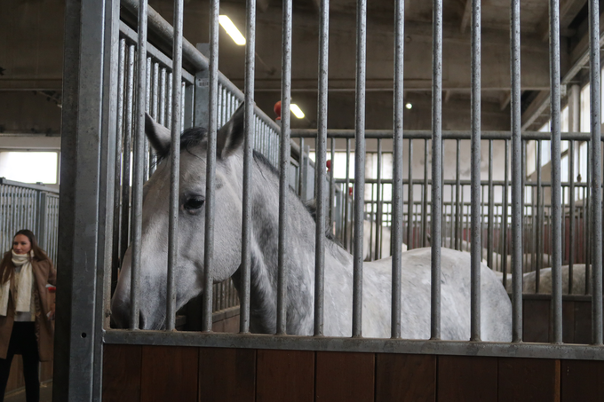 Po Mezgečevem mnenju konje zanemarjajo zato, ker bi delo s tako naučenimi konji pomenilo, da bi bili za to delo dobri tudi odslovljeni jahači. | Foto: STA ,