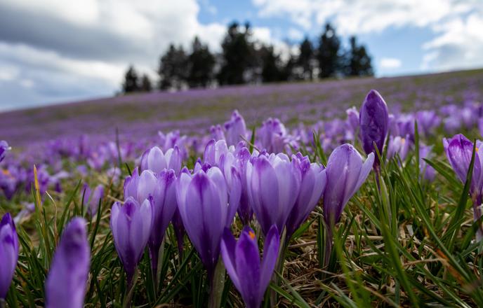 Na Veliki planini jih še lep čas ne bo, tu privabljajo množice #video