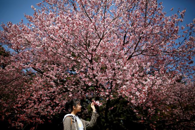 V parku raste več kot 20 tisoč dreves, vključno s češnjevimi drevesi, ki so za obiskovalce še posebej privlačni. | Foto: Reuters