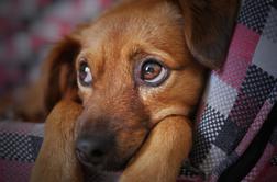 Alergija na pse: mnogim težave povzročajo le samci