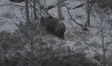 Slovenska medvedka ponovno na noge spravila pirenejske kmete #video