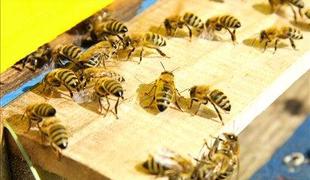 Pijanega čebelarja med premikanjem panja pičile čebele