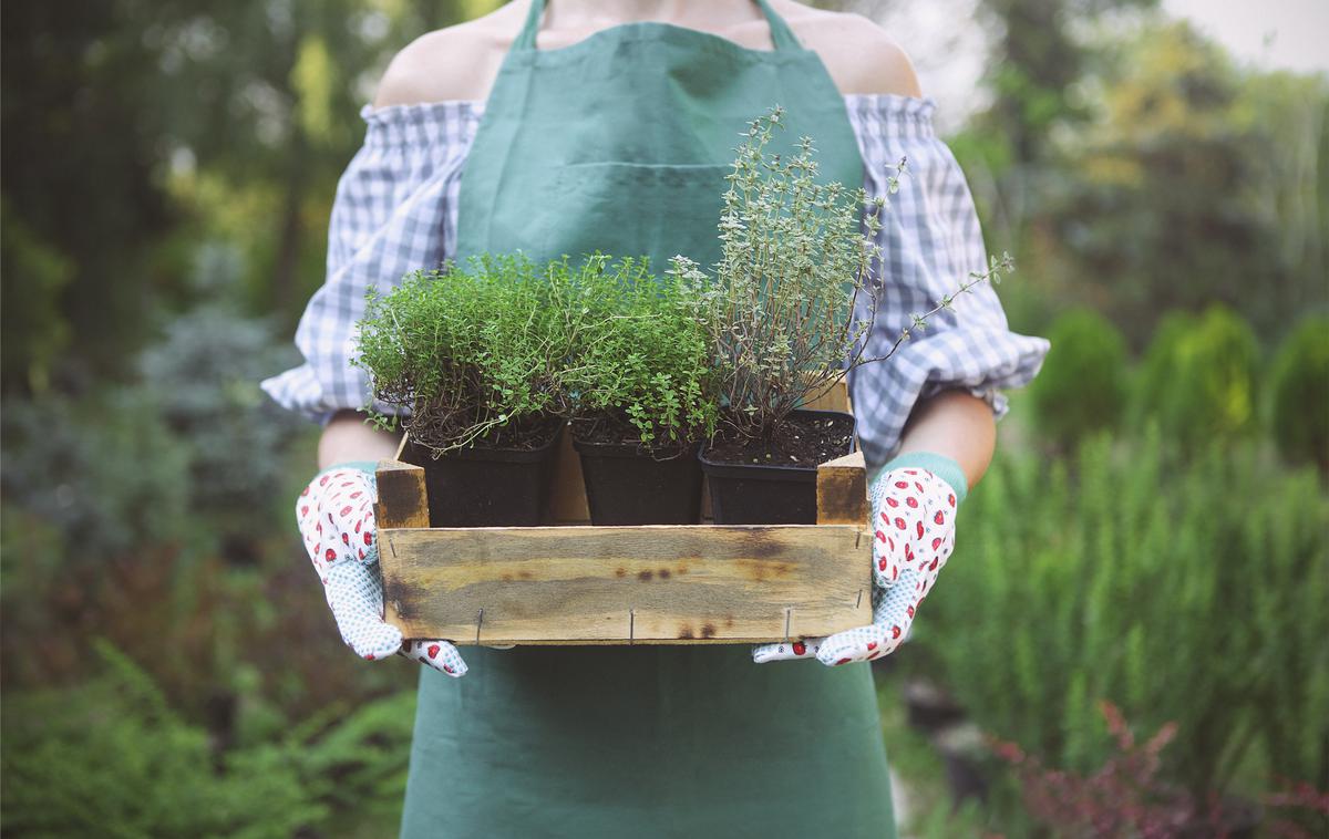vrt, vrtnarjenje | Foto Getty Images