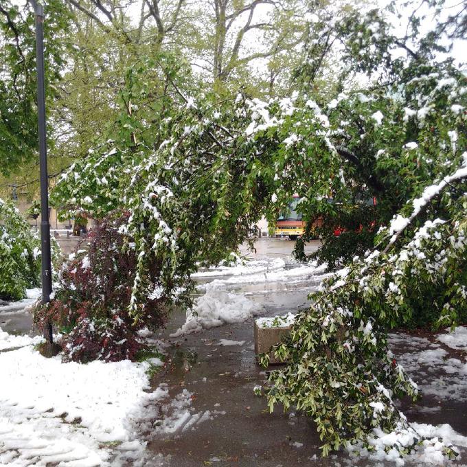 Sneg je poškodoval številna drevesa. | Foto: 