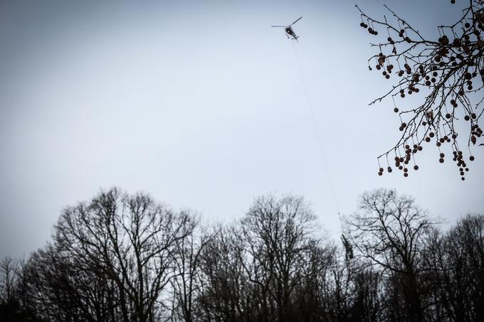 Helikopter je začel odvažati posekano drevje. | Foto: Ana Kovač