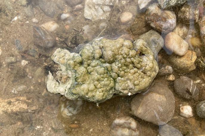 gošča, Bohinjsko jezero | Strokovnjaki Nacionalnega inštituta za biologijo odsvetujejo stike z goščo. | Foto Ciano SLO/Facebook