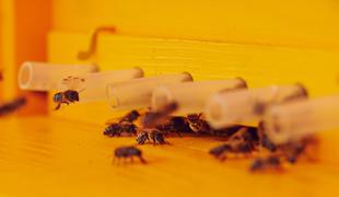 Pri pomoru čebel na območju Ljutomera sumijo na zastrupitev